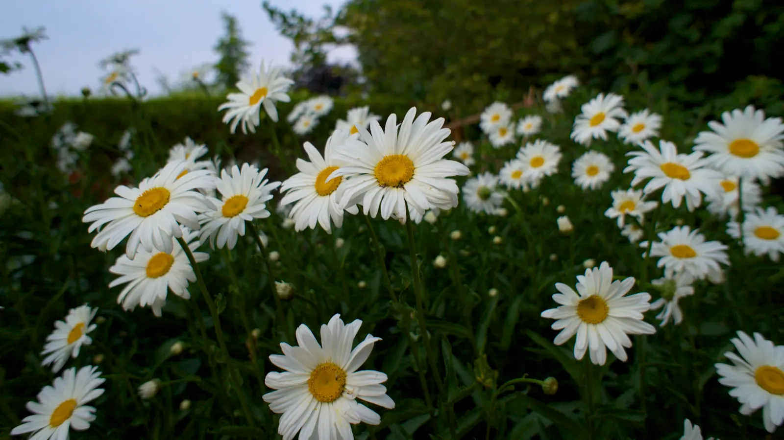 Shasta Daisy (Leucanthemum X Superbum) — making them a practical and enchanting choice for any garden setting