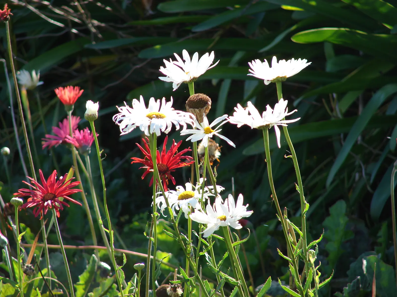 Shasta Daisy (Leucanthemum X Superbum) — Its bloom season extends from early summer to early fall, making it a garden staple; leucanthemum x, image 52