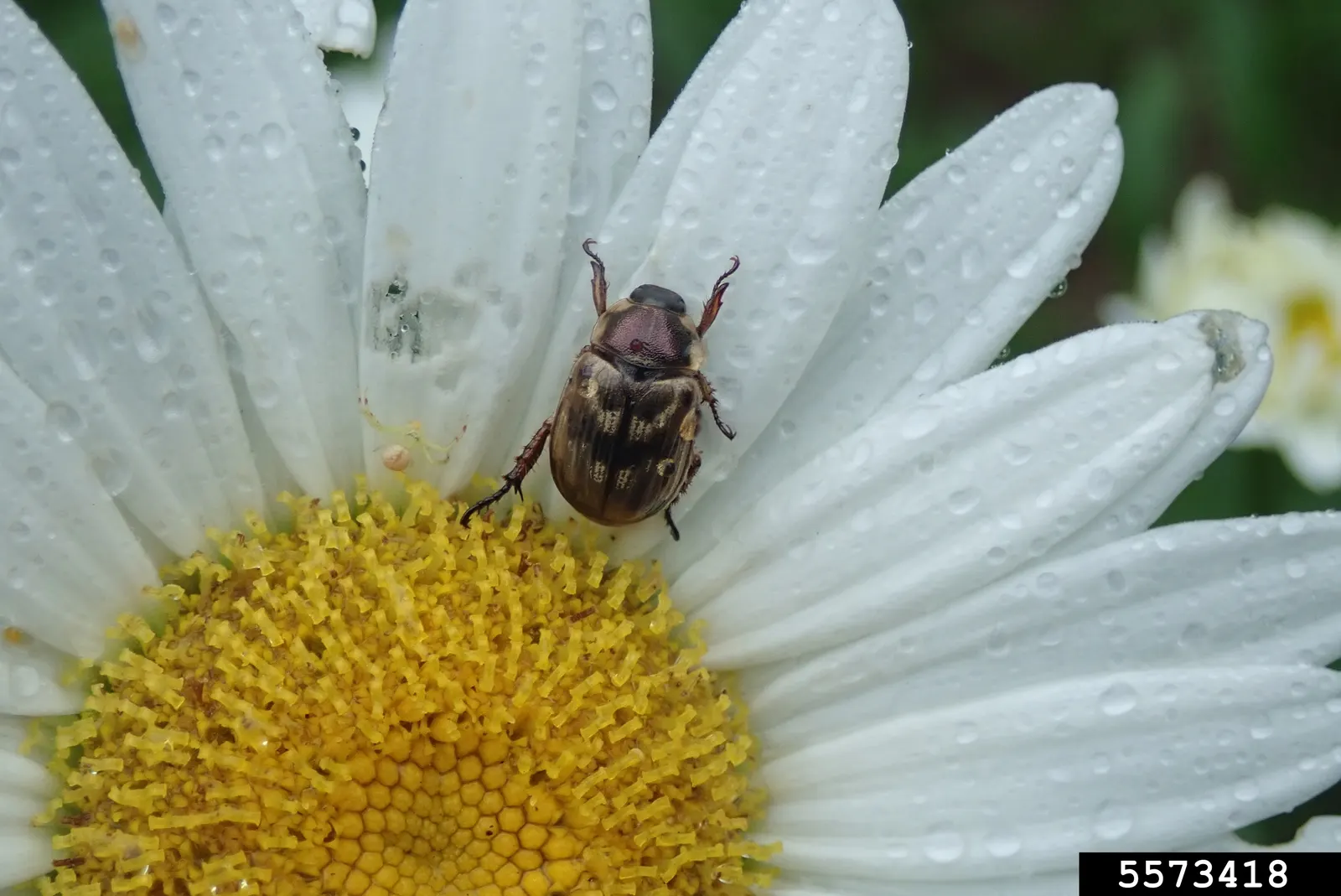 Shasta Daisy (Leucanthemum X Superbum) — Thriving in full sun, it reaches heights of 2-3 feet and spreads up to 2 feet