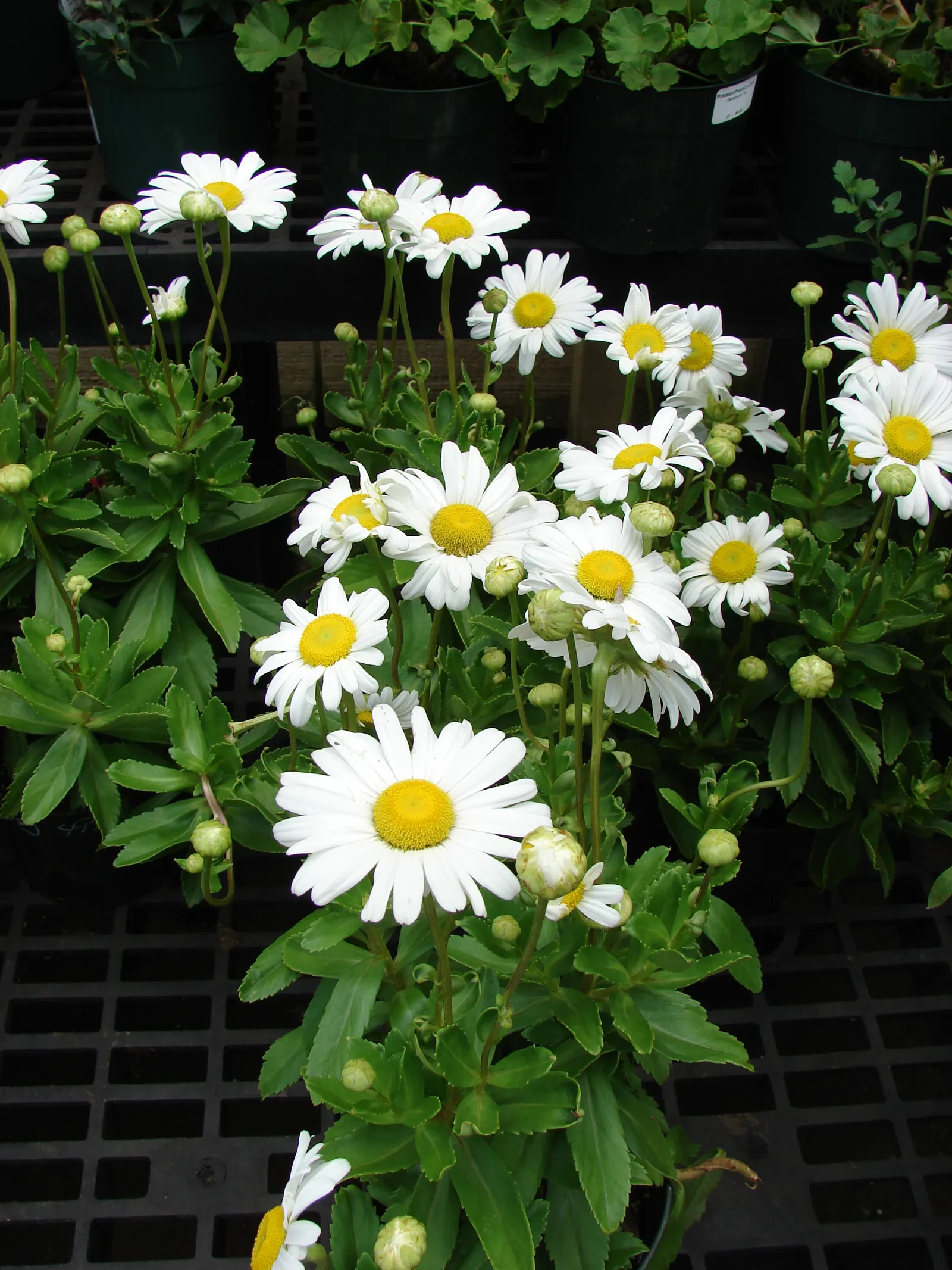 Shasta Daisy (Leucanthemum X Superbum) — perennial with multi-colored and white and yellow blooms; weekly watering is recommended, with increased frequency