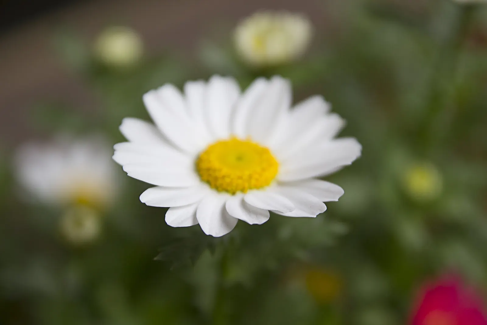 Shasta Daisy (Leucanthemum X Superbum) — slow-release fertilizer in the spring is advisable.<br><br>In a landscape design