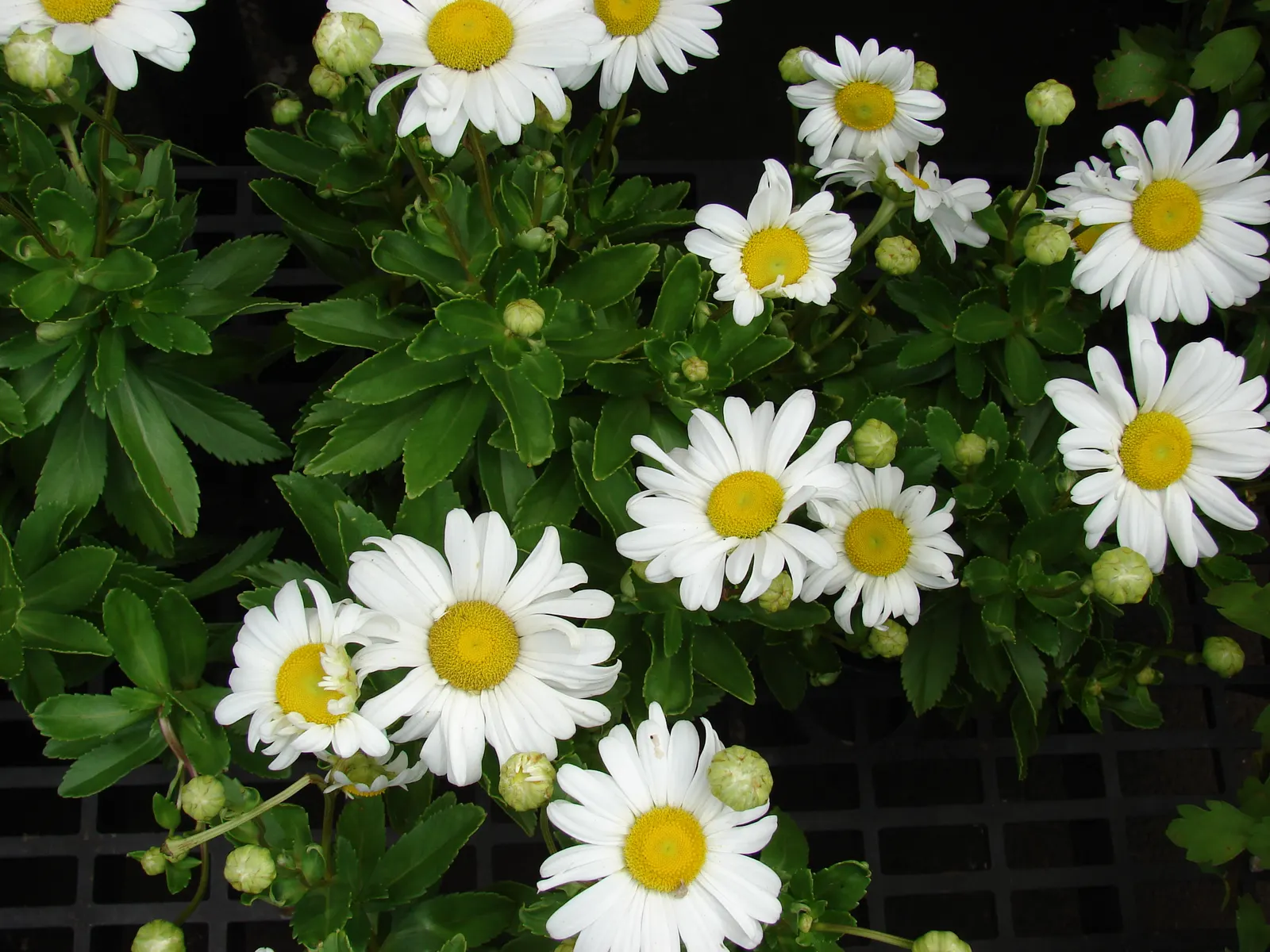 Shasta Daisy (Leucanthemum X Superbum) — and occasionally into fall if deadheaded regularly.<br><br>Hardy in USDA zones 5 through 9; it boasts crisp white