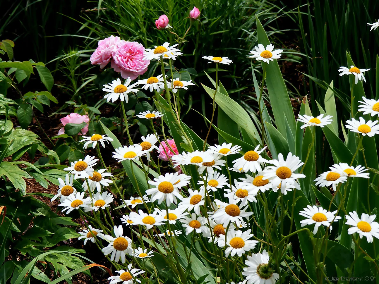 Shasta Daisy (Leucanthemum X Superbum) — Thriving in full sun, it reaches heights of 2-3 feet and spreads up to 2 feet; thanks to their height and bushy foliage