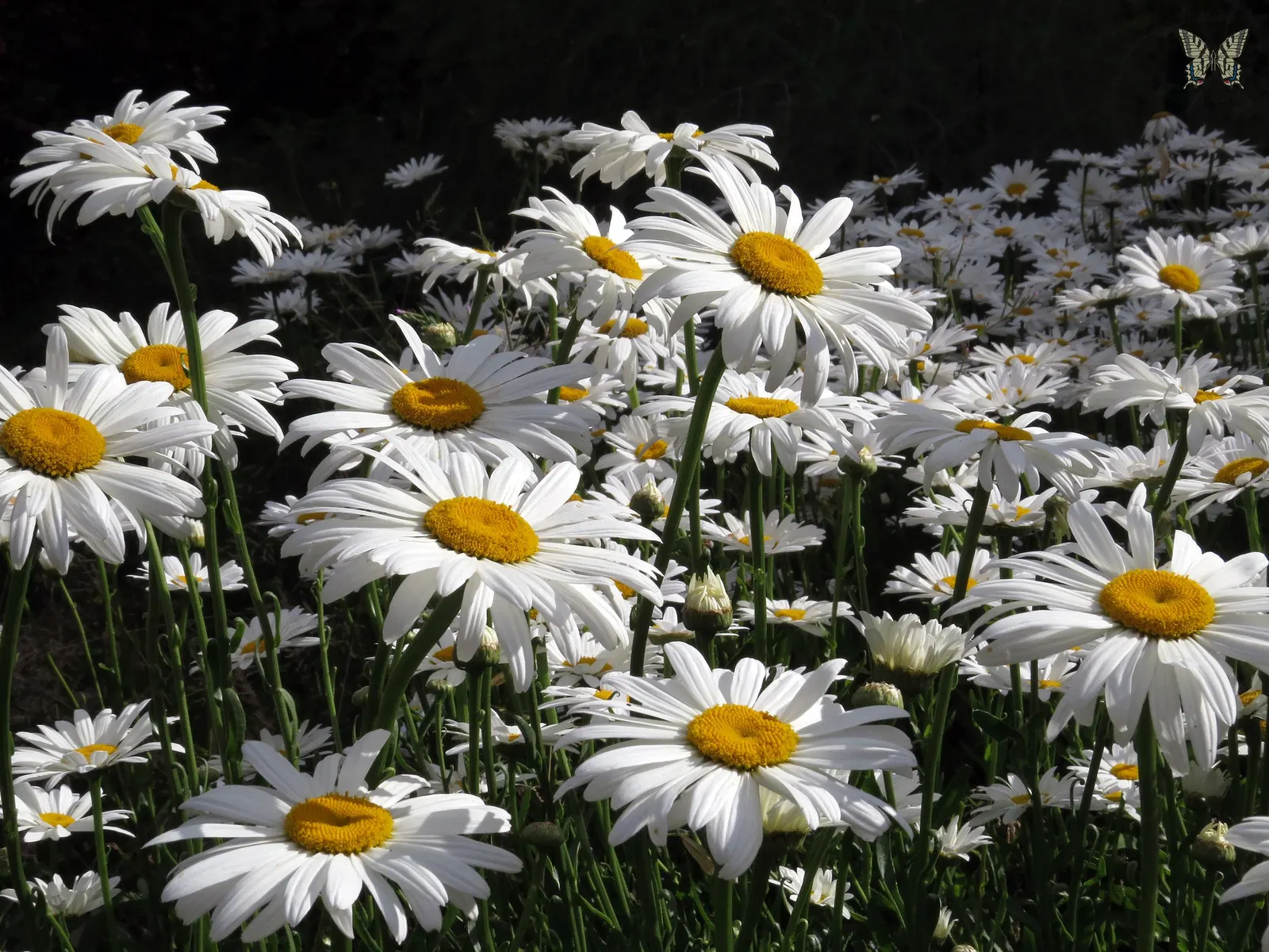 Shasta Daisy (Leucanthemum X Superbum) — This robust plant typically reaches heights of 2 to 3 feet and can spread out to about 1 to 2 feet; this hardy plant