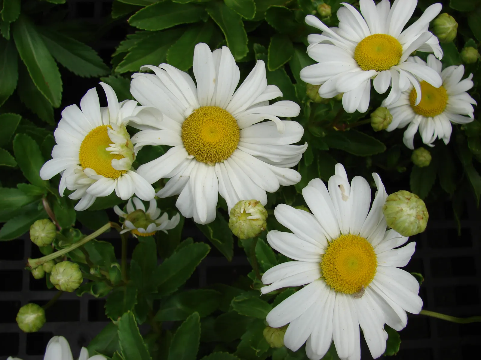 Shasta Daisy (Leucanthemum X Superbum) — For optimal health and flowering; scientifically known as Leucanthemum x superbum