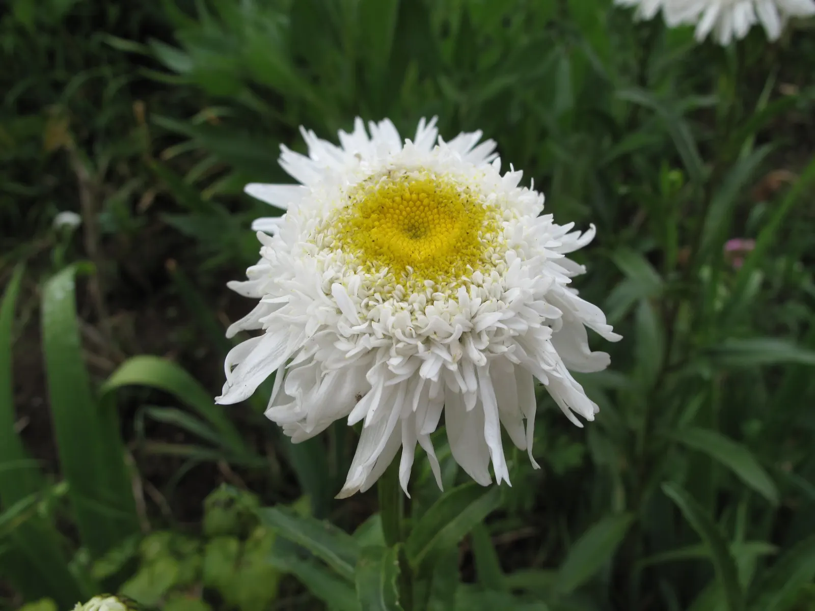 Shasta Daisy (Leucanthemum X Superbum) — measuring between 2 to 3 inches across