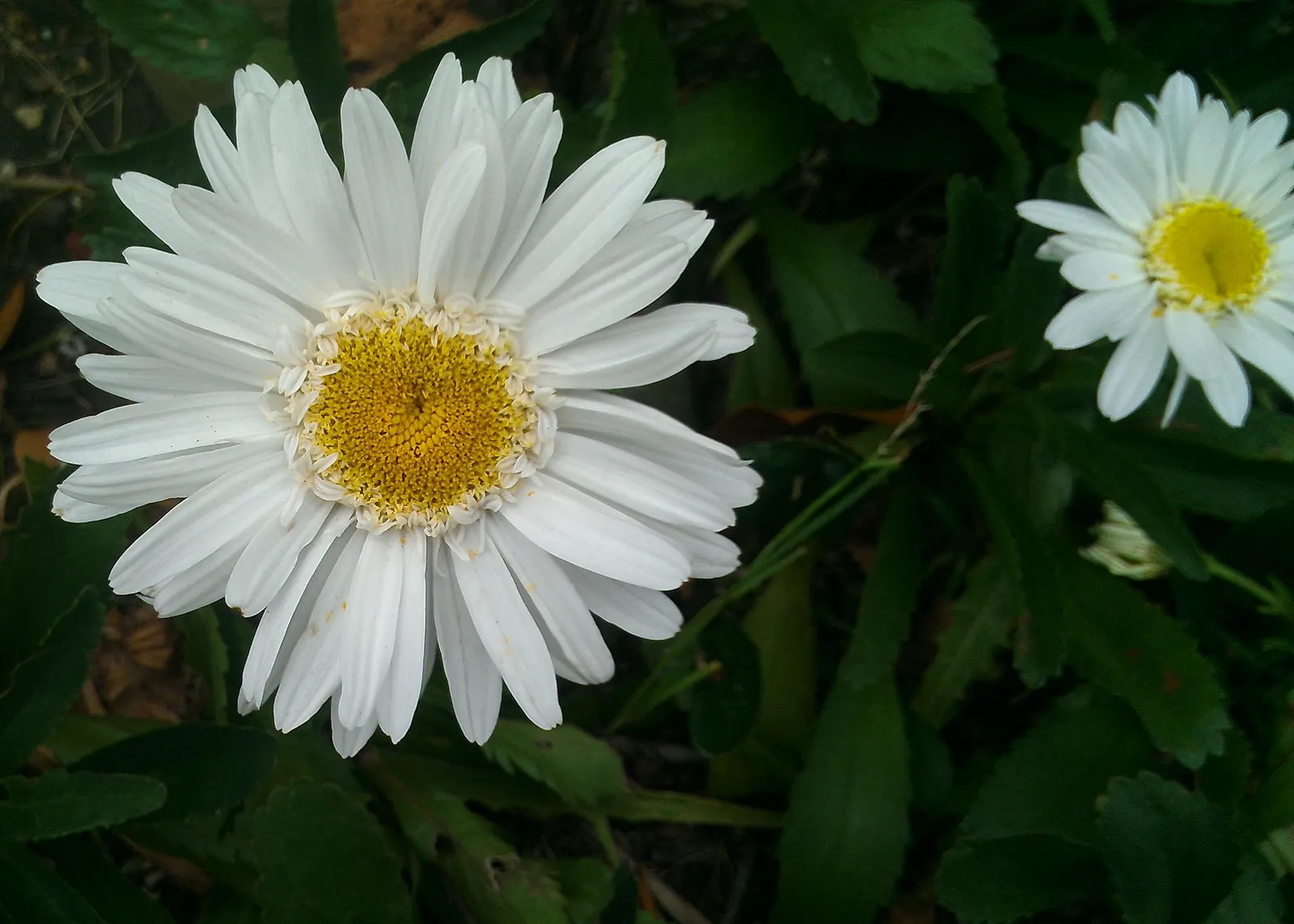 Shasta Daisy (Leucanthemum X Superbum) — It boasts crisp white petals circling a bright yellow core; and occasionally into fall if deadheaded, image 74