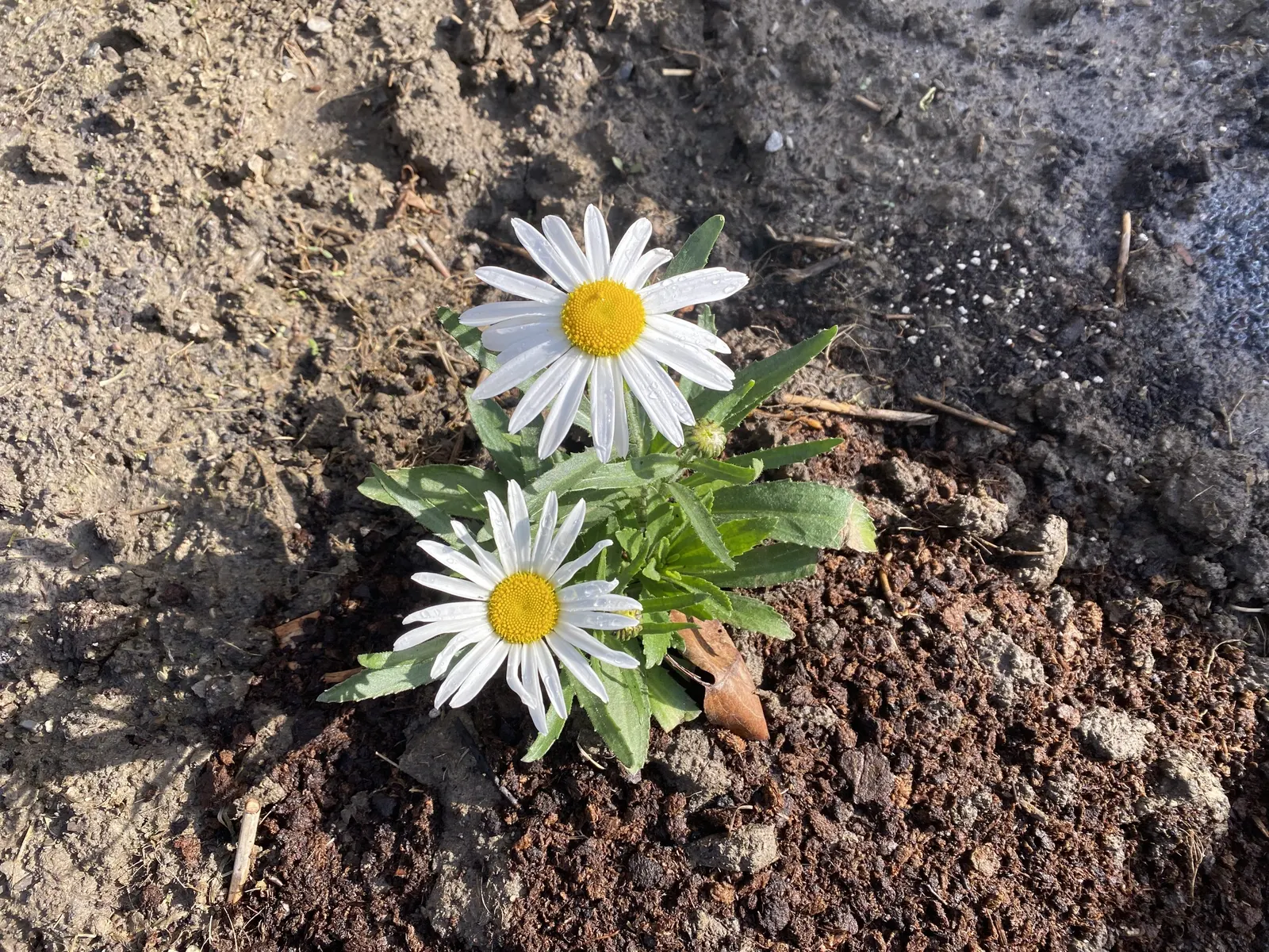 Shasta Daisy (Leucanthemum X Superbum) — scientifically known as Leucanthemum x superbum; for optimal health and flowering