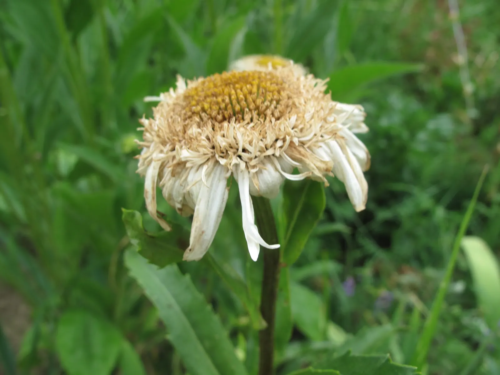 Shasta Daisy (Leucanthemum X Superbum) — thanks to their height and bushy foliage; thriving in full sun, it reaches heights of 2-3 feet and spreads up to 2 feet