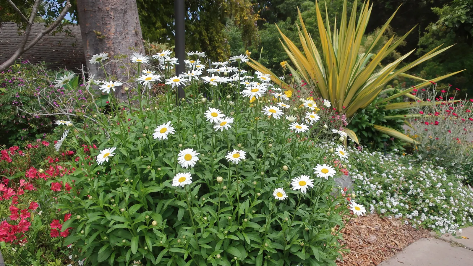 Shasta Daisy (Leucanthemum X Superbum) — multi-colored and white and yellow flowers in the garden; is a perennial favorite in many gardens due to, image 70