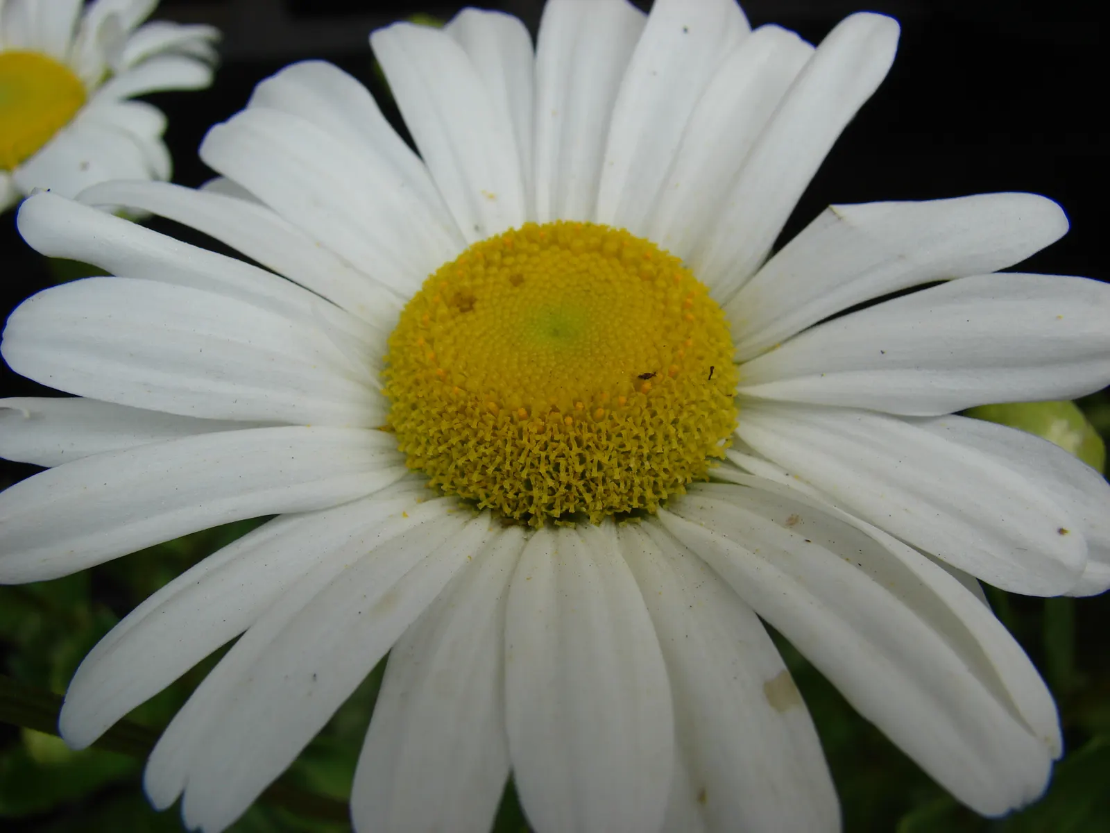 Shasta Daisy (Leucanthemum X Superbum) — It boasts crisp white petals circling a bright yellow core; and occasionally into fall if deadheaded