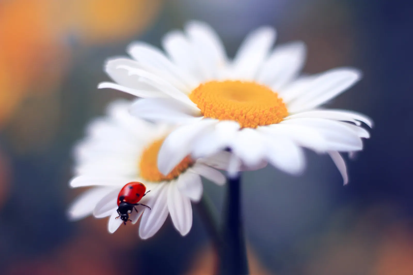 Shasta Daisy (Leucanthemum X Superbum) — Shasta Daisies prefer full sun exposure but can tolerate partial shade; measuring between 2 to 3 inches, image 60