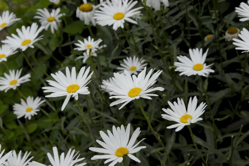 Shasta Daisy (Leucanthemum X Superbum) — scientifically known as Leucanthemum x superbum; for optimal health and flowering, image 54