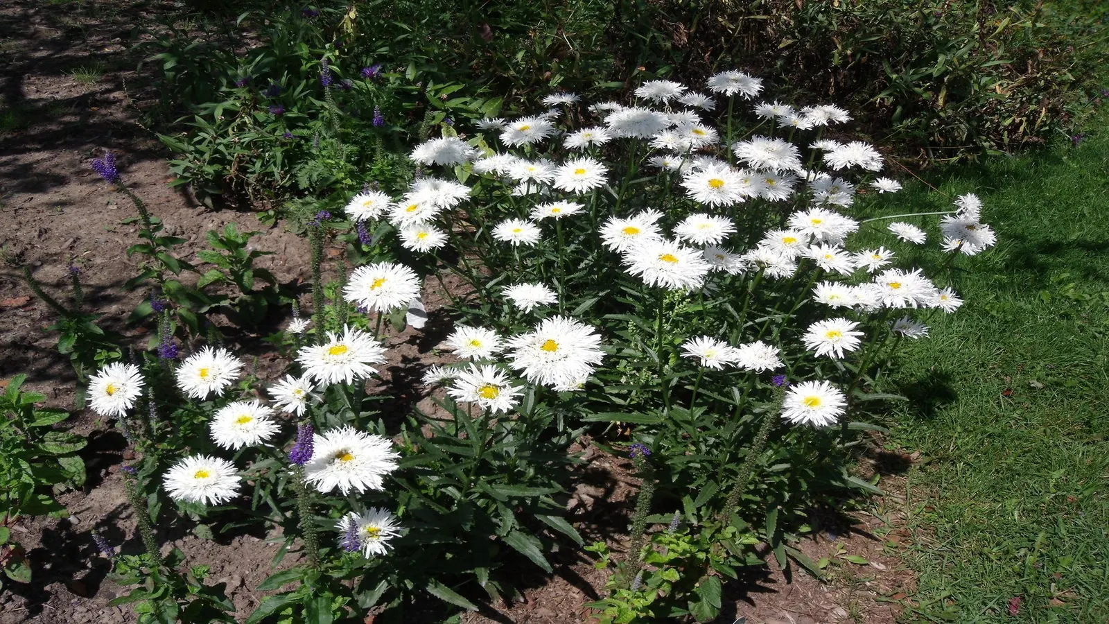 Shasta Daisy (Leucanthemum X Superbum) — Its bloom season extends from early summer to early fall, making it a garden staple; leucanthemum x, image 76