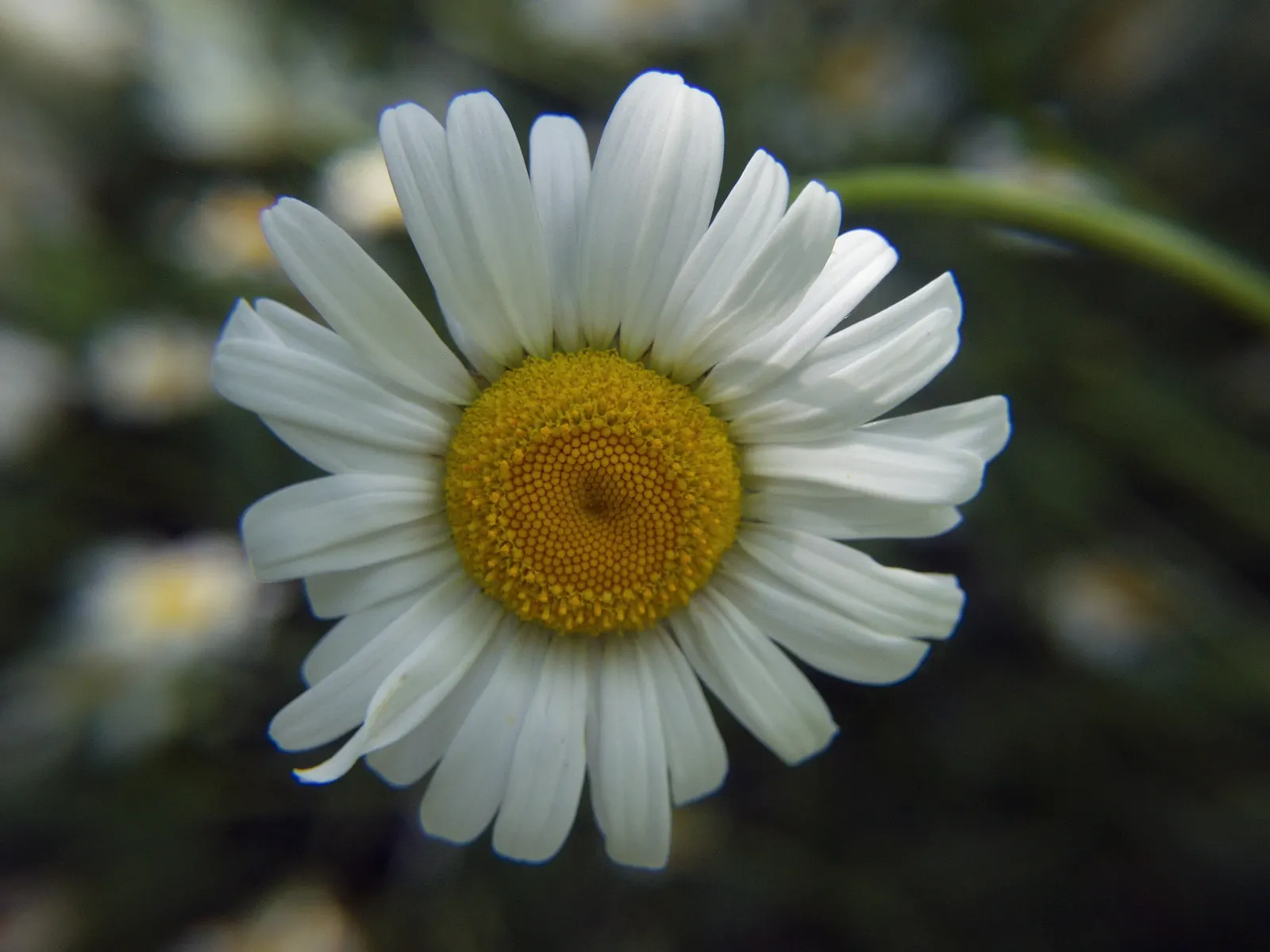 Shasta Daisy (Leucanthemum X Superbum) — and occasionally into fall if deadheaded regularly.<br><br>Hardy in USDA zones 5 through 9