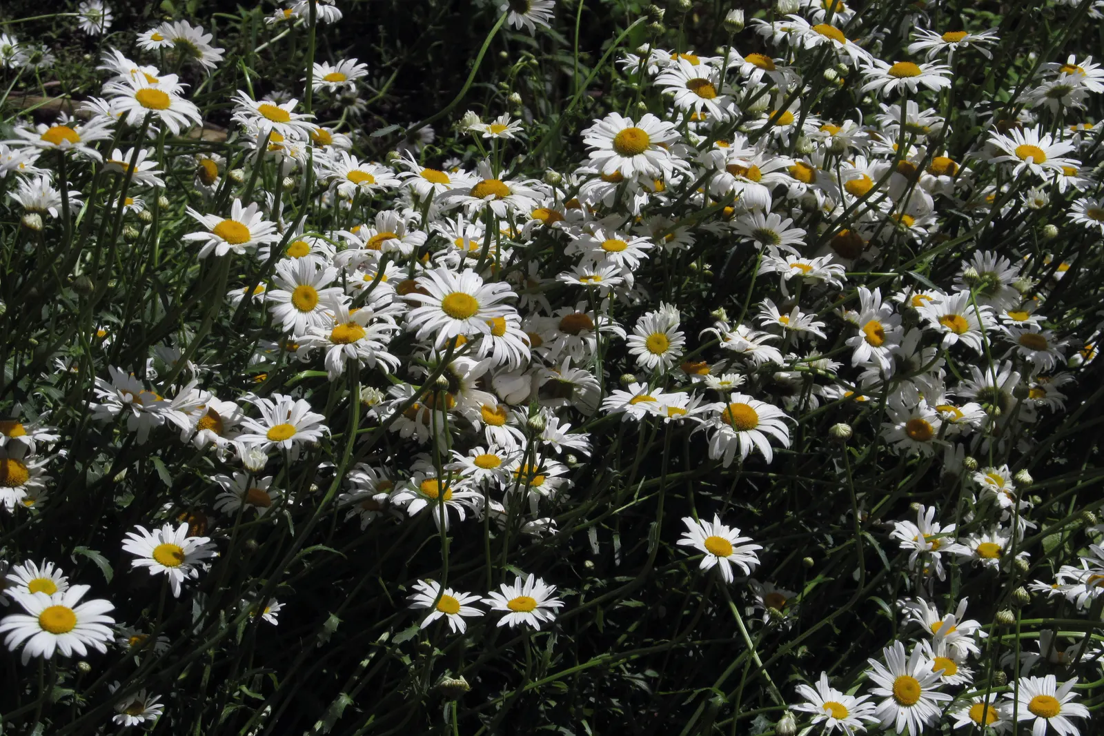 Shasta Daisy (Leucanthemum X Superbum) — scientifically known as Leucanthemum x superbum