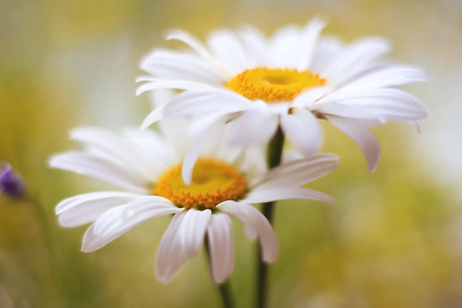 Shasta Daisy (Leucanthemum X Superbum) — perennial for full or half; careful division every 2 to 4 years will maintain vigor and prevent overcrowding