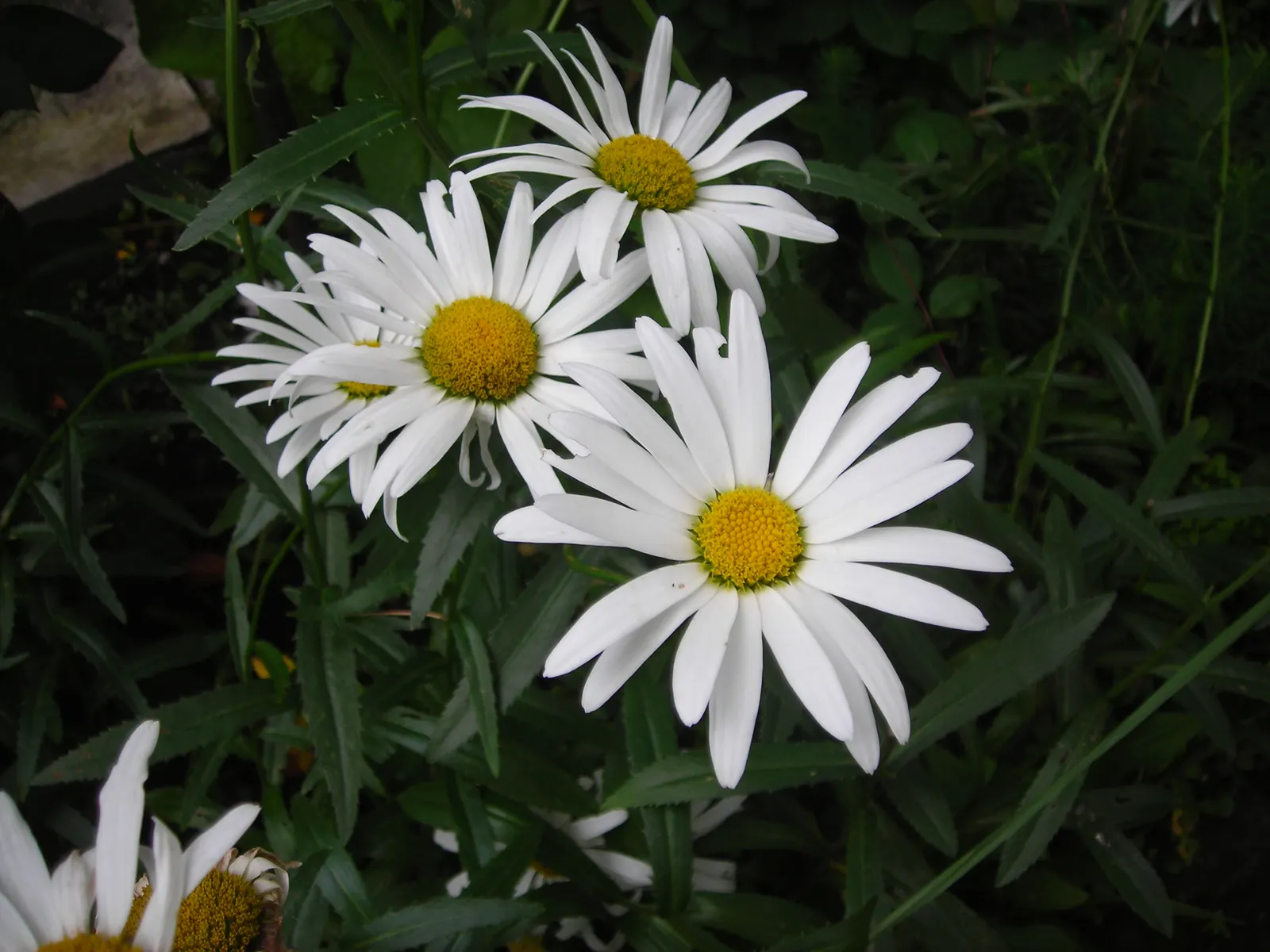 Shasta Daisy (Leucanthemum X Superbum) — making them a practical and enchanting choice for any garden setting; shasta Daisies serve as excellent, image 68