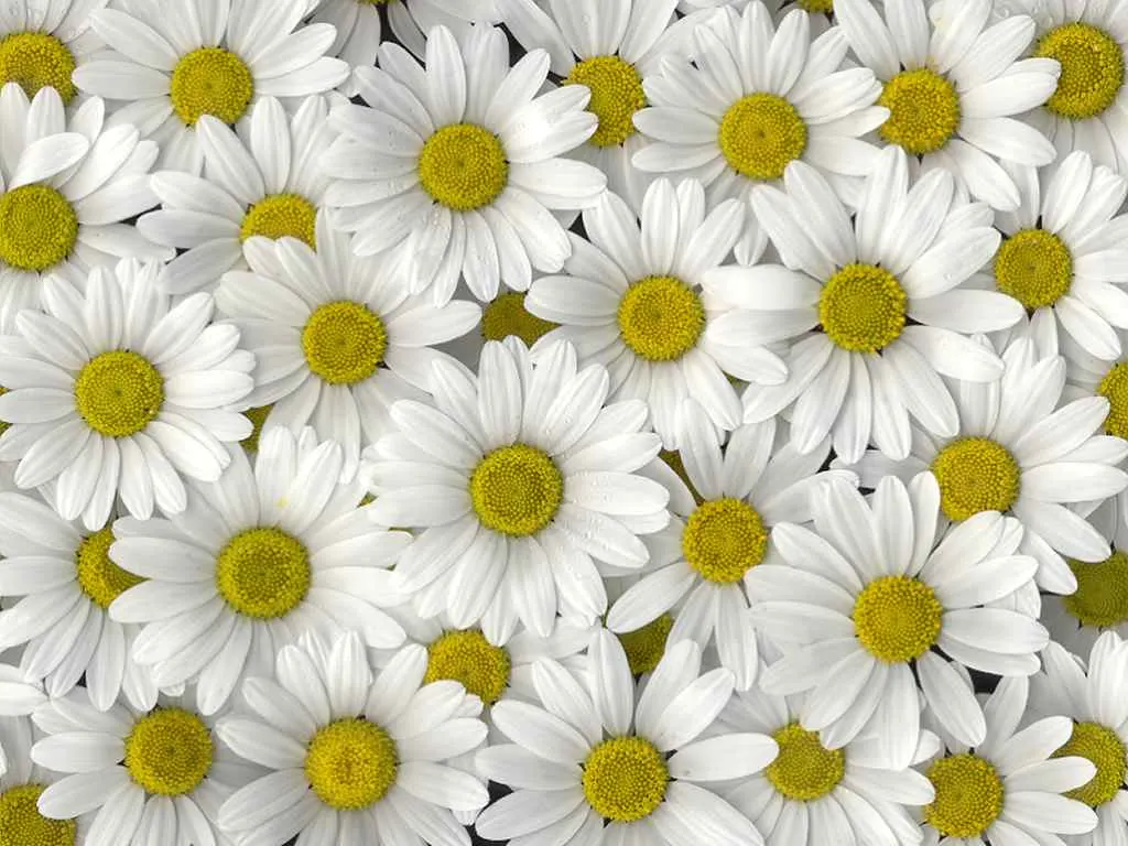 Shasta Daisy (Leucanthemum X Superbum) — For optimal health and flowering; scientifically known as Leucanthemum x superbum, image 63