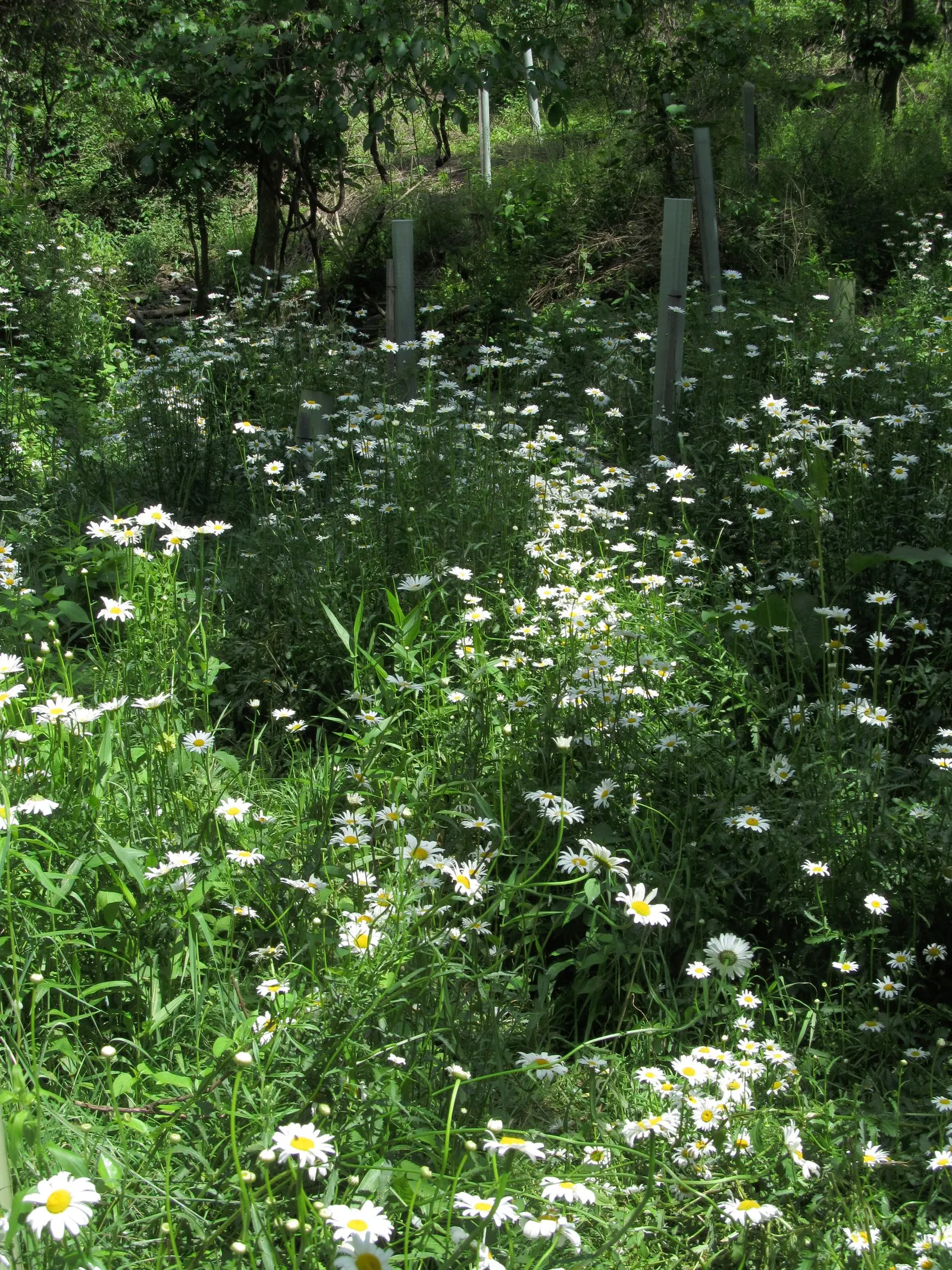 Shasta Daisy (Leucanthemum X Superbum) — making them a practical and enchanting choice for any garden setting; shasta Daisies serve as excellent middle-border