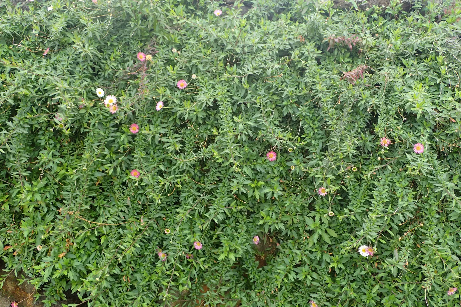 Santa Barbara Daisy, Mexican Daisy (Erigeron Karvinskianus) — filling in gaps with delicate foliage and blossoms; this groundcover is drought-tolerant once