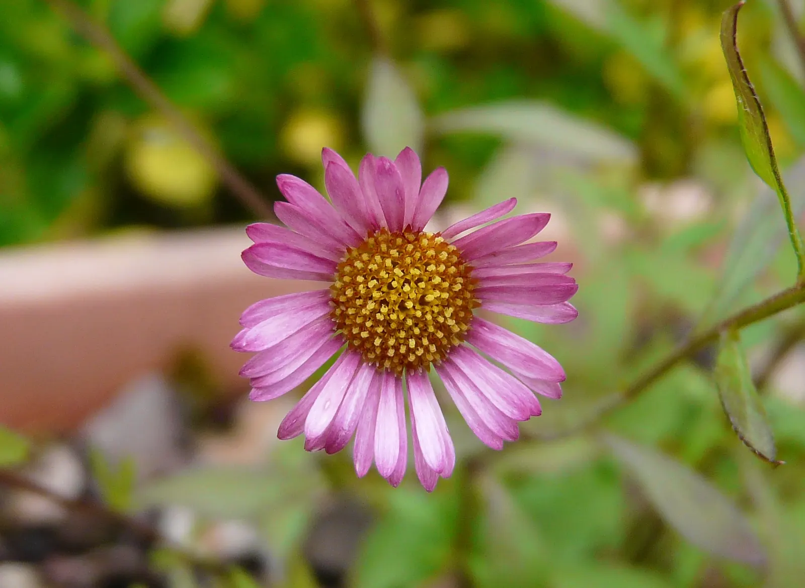 Santa Barbara Daisy, Mexican Daisy (Erigeron Karvinskianus) — Adorned with narrow white petals that gradually fade to a soft pink with age; its spreading habit