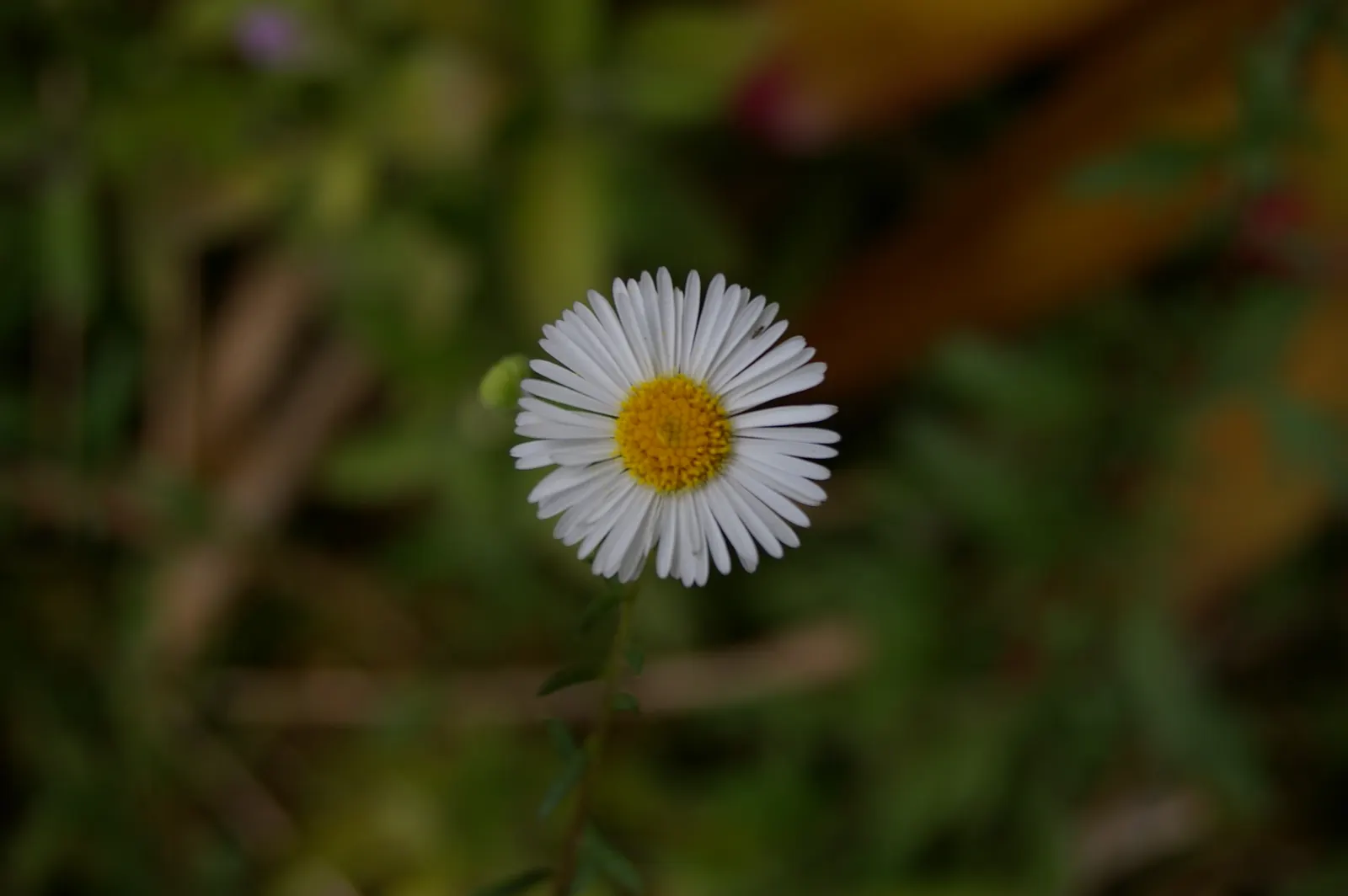 Santa Barbara Daisy, Mexican Daisy (Erigeron Karvinskianus) — requiring only occasional watering once the roots are well-established; its spreading, image 79