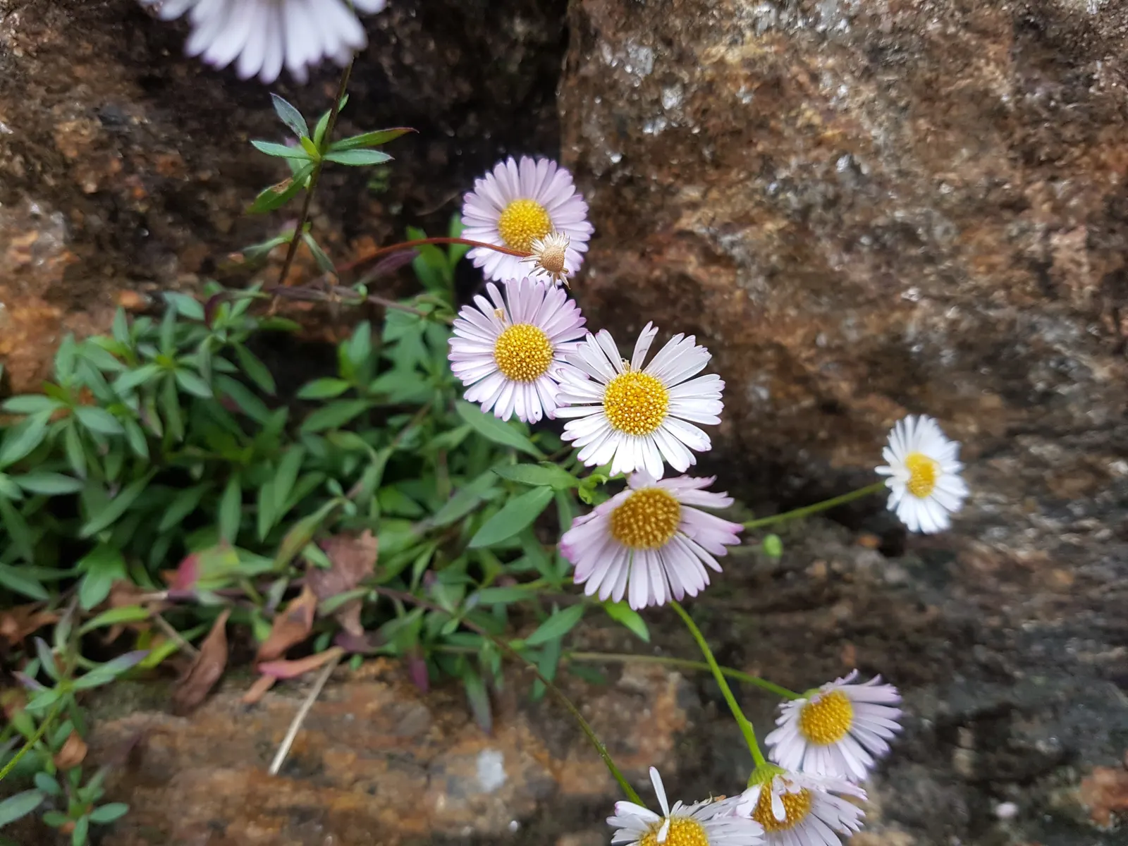 Santa Barbara Daisy, Mexican Daisy (Erigeron Karvinskianus) — It prefers well-draining soil and can flourish in full sun to part shade