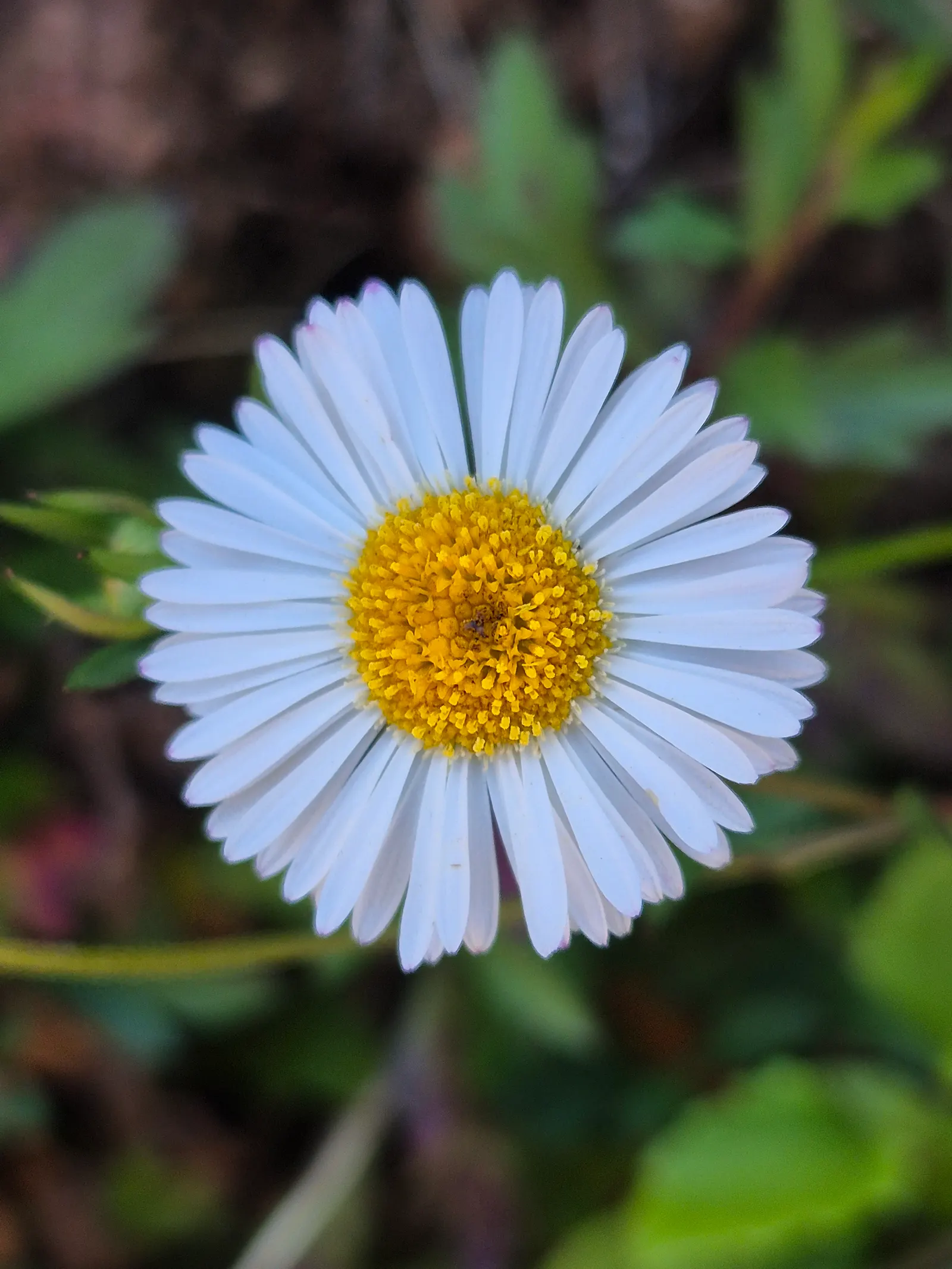 Santa Barbara Daisy, Mexican Daisy (Erigeron Karvinskianus) — ensuring that clients will enjoy a lively and engaging garden throughout the growing season