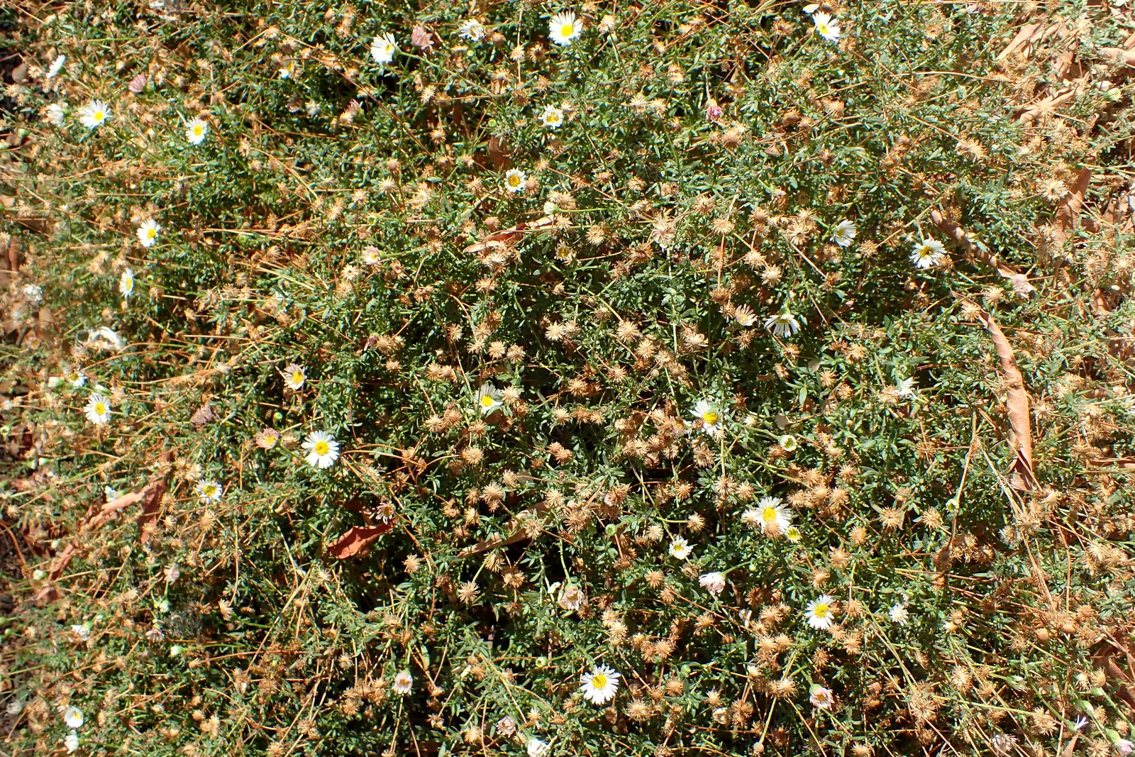 Santa Barbara Daisy, Mexican Daisy (Erigeron Karvinskianus) — It prefers well-draining soil and can flourish in full sun to part shade; its, image 71
