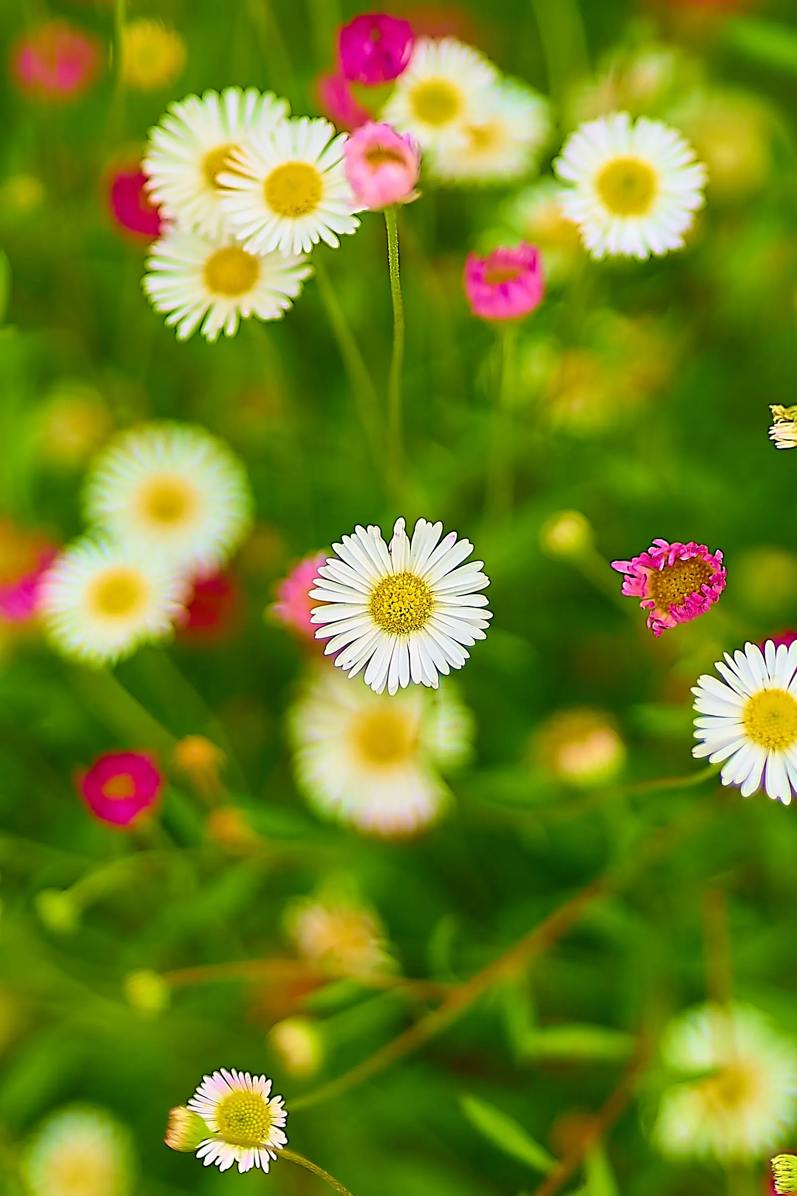 Santa Barbara Daisy, Mexican Daisy (Erigeron Karvinskianus) — attracting pollinators and providing year-round interest; its spreading habit and moderate growth