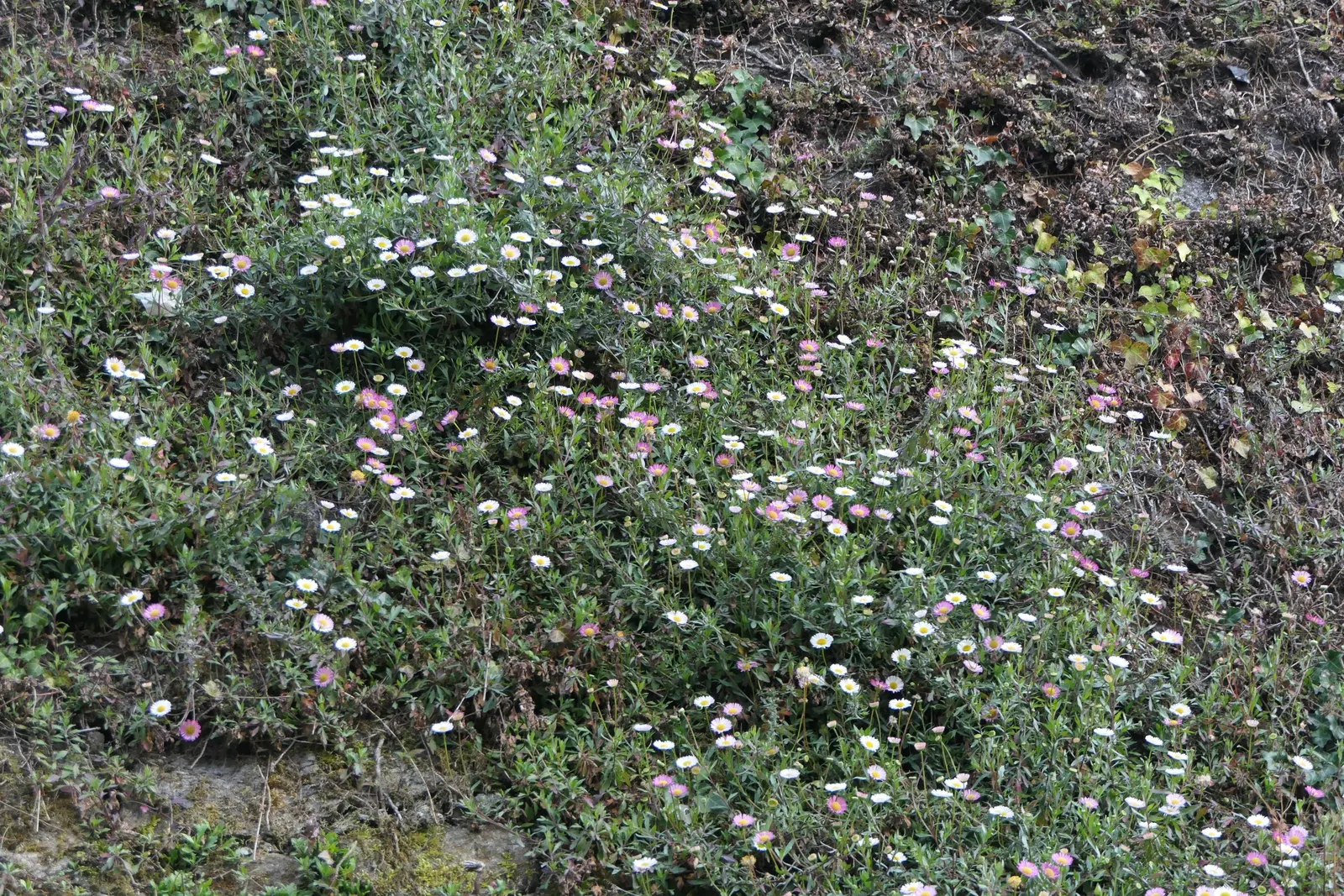 Santa Barbara Daisy, Mexican Daisy (Erigeron Karvinskianus) — commonly called Santa Barbara Daisy or Mexican Daisy; this groundcover is drought-tolerant once