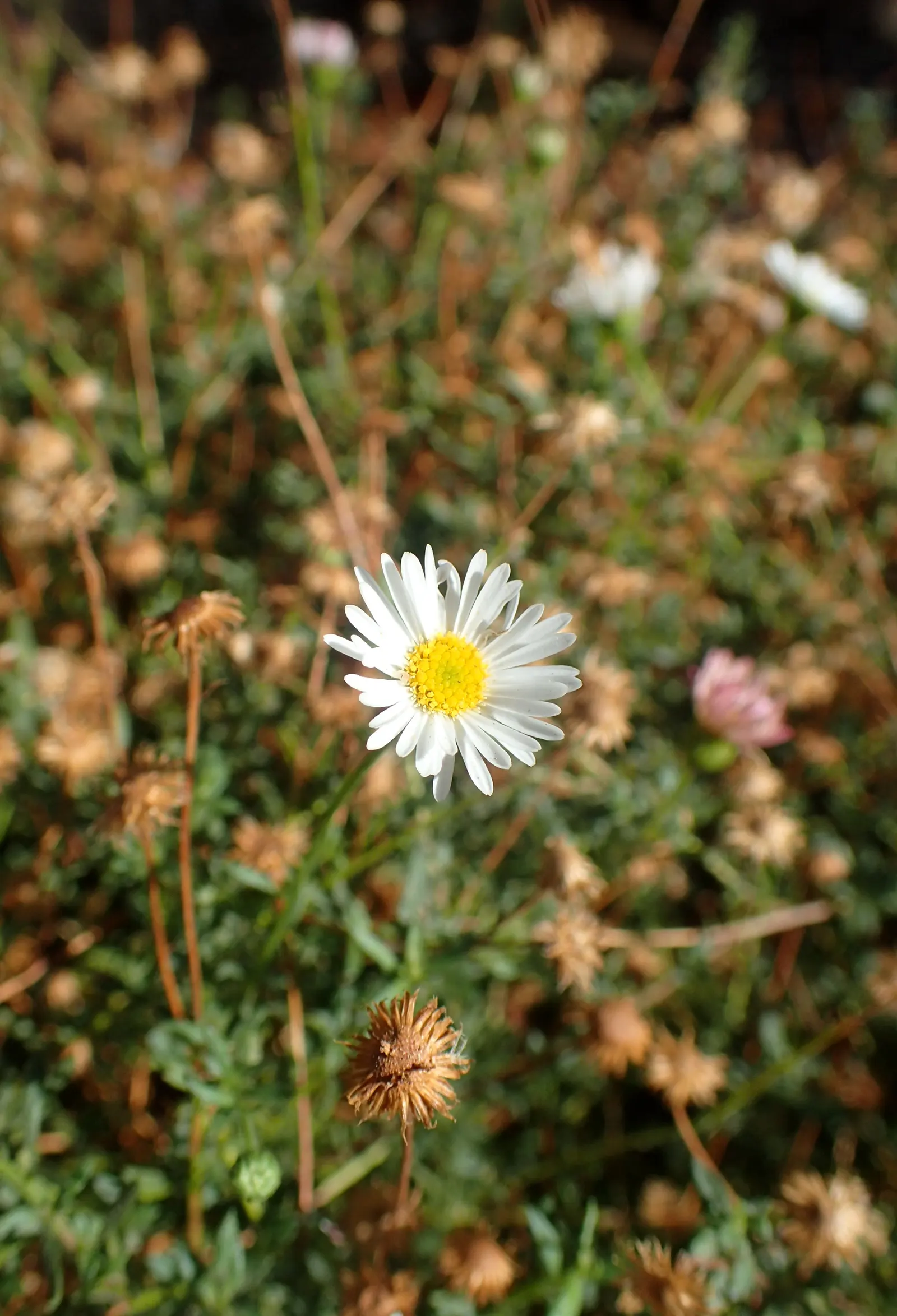 Santa Barbara Daisy, Mexican Daisy (Erigeron Karvinskianus) — Thriving in USDA zones 5-11, it reaches 12-18 inches in height and 18-24 inches in, image 59