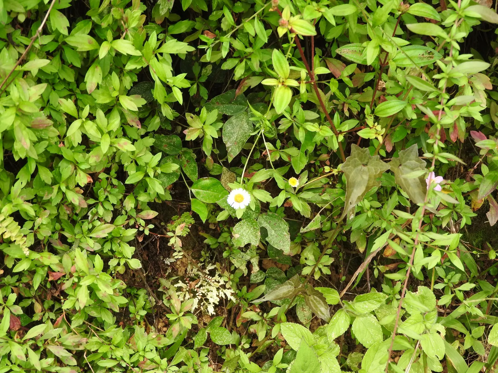 Santa Barbara Daisy, Mexican Daisy (Erigeron Karvinskianus) — Thriving in USDA zones 5-11, it reaches 12-18 inches in height and 18-24 inches in spread; its