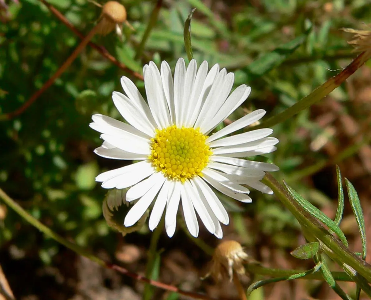 Santa Barbara Daisy, Mexican Daisy (Erigeron Karvinskianus) — the Santa Barbara Daisy thrives in USDA hardiness zones 5 through 11; adorned with narrow white