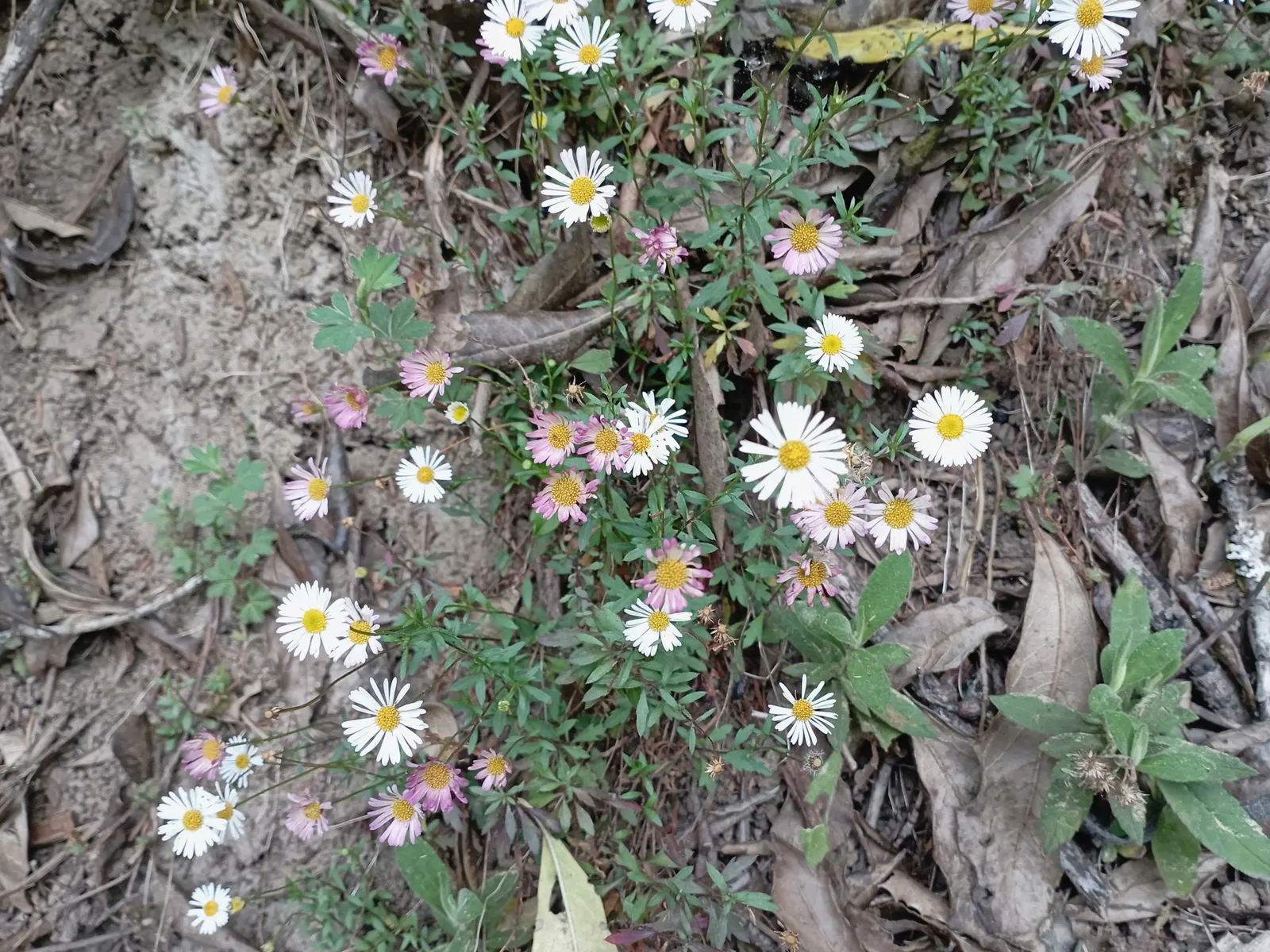 Santa Barbara Daisy, Mexican Daisy (Erigeron Karvinskianus) — ground cover / perennial with multi-colored and pink and white blooms