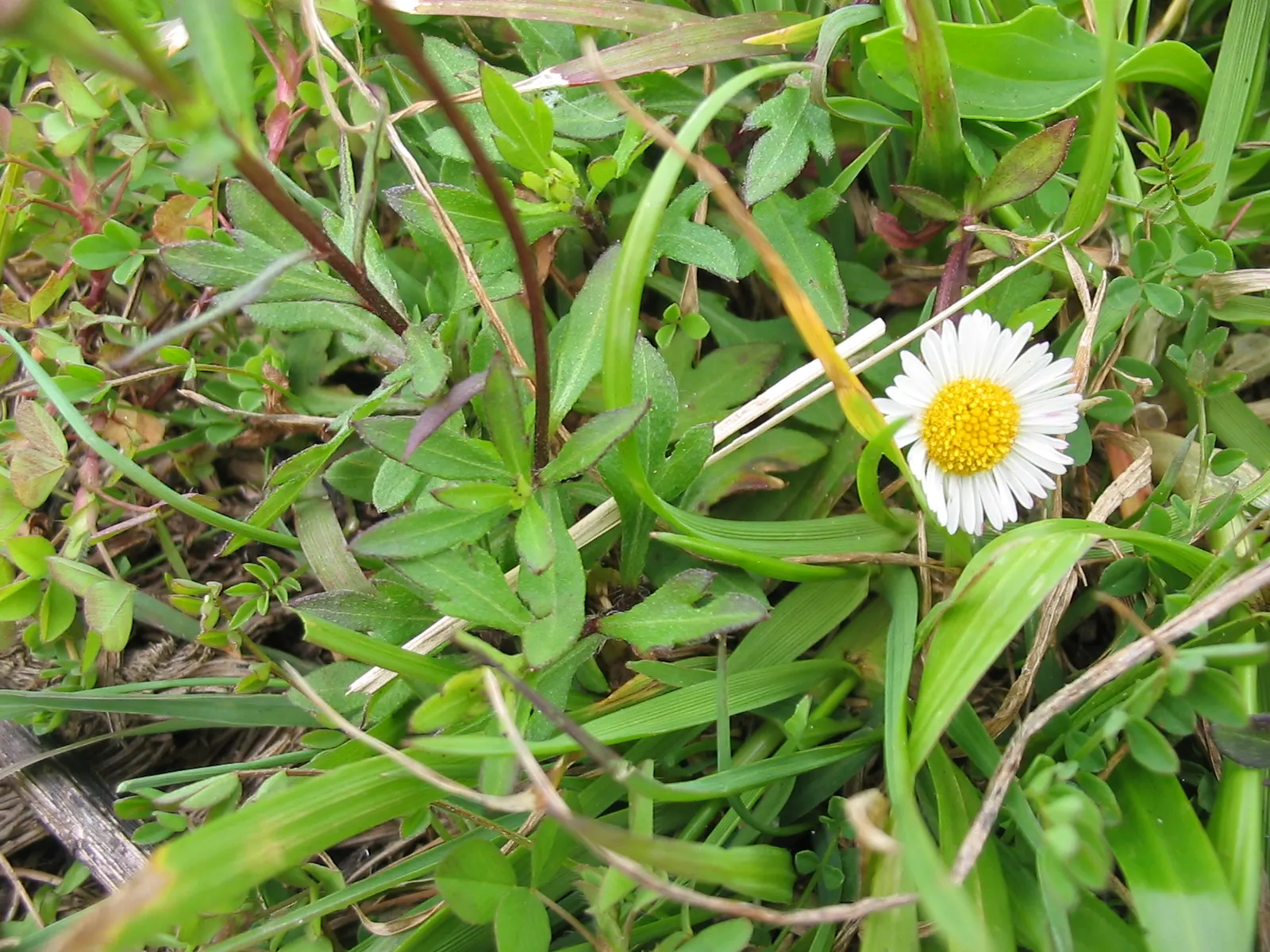 Santa Barbara Daisy, Mexican Daisy (Erigeron Karvinskianus) — requiring only occasional watering once the roots are well-established