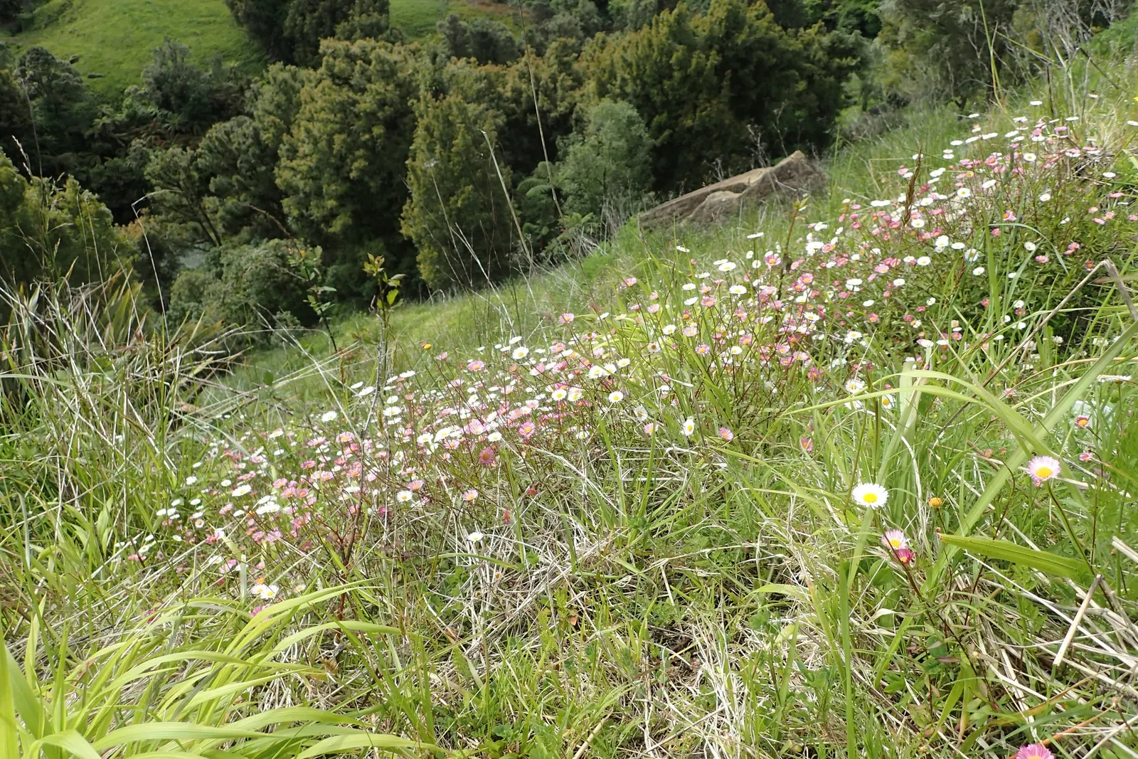 Santa Barbara Daisy, Mexican Daisy (Erigeron Karvinskianus) — Its spreading habit and moderate growth rate make it an ideal groundcover or a, image 46