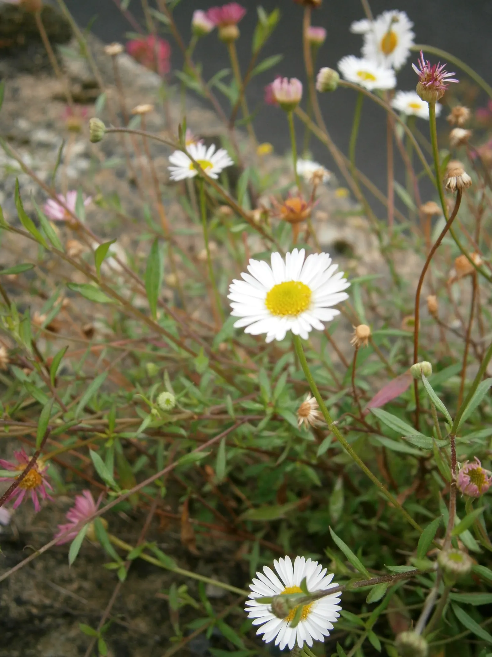 Santa Barbara Daisy, Mexican Daisy (Erigeron Karvinskianus) — Foliage is fine and feathery, creating a softened texture within the garden; adorned, image 78