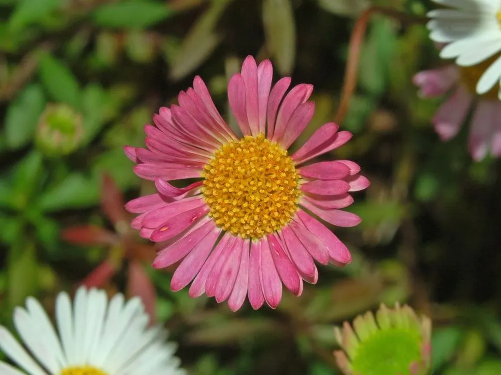 Santa Barbara Daisy, Mexican Daisy (Erigeron Karvinskianus) — It prefers well-draining soil and can flourish in full sun to part shade; its spreading habit and