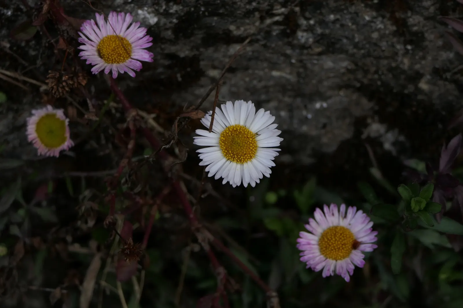 Santa Barbara Daisy, Mexican Daisy (Erigeron Karvinskianus) — with a spread of 18 to 36 inches; this groundcover is drought-tolerant once, image 73