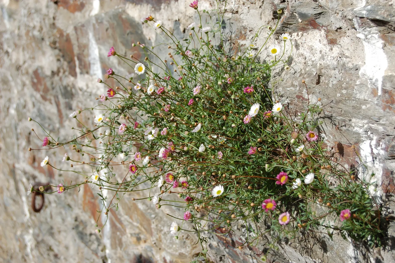 Santa Barbara Daisy, Mexican Daisy (Erigeron Karvinskianus) — Adorned with narrow white petals that gradually fade to a soft pink with age; its, image 67