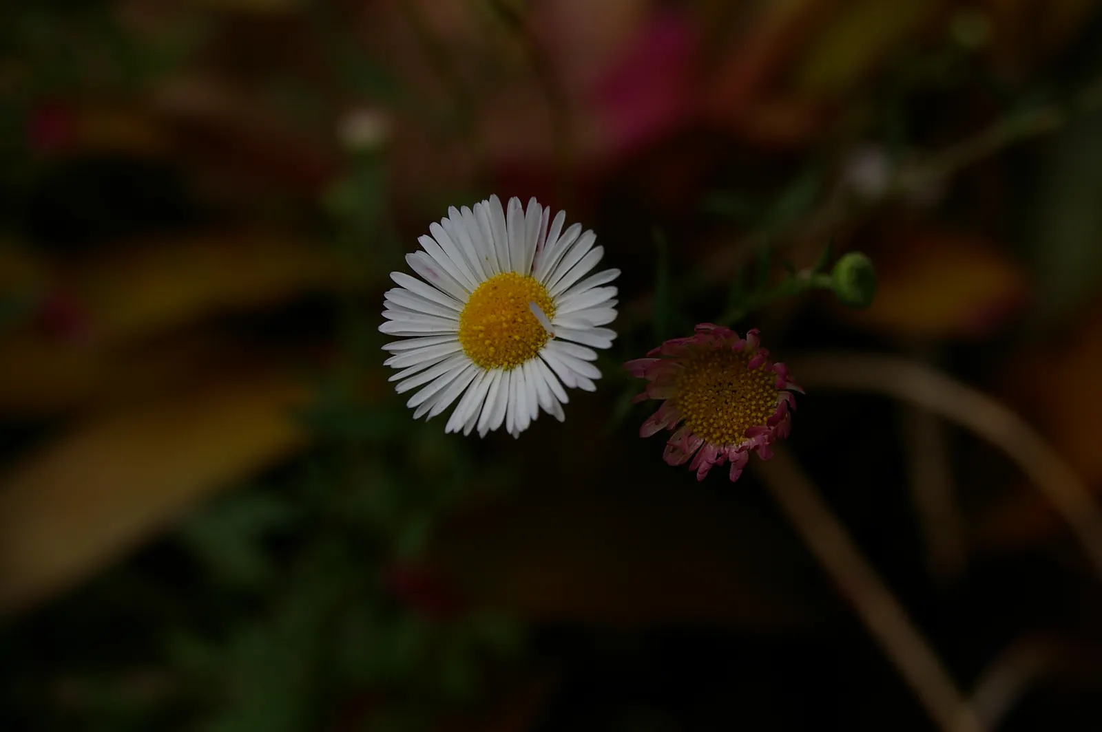Santa Barbara Daisy, Mexican Daisy (Erigeron Karvinskianus) — each flower is a miniature spectacle; ensuring that clients will enjoy a lively and engaging