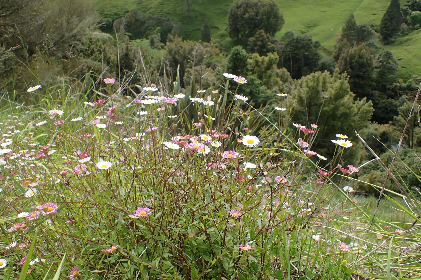 Santa Barbara Daisy, Mexican Daisy (Erigeron Karvinskianus) — This daisy is celebrated for its profuse and seemingly perpetual blooming of small, image 66