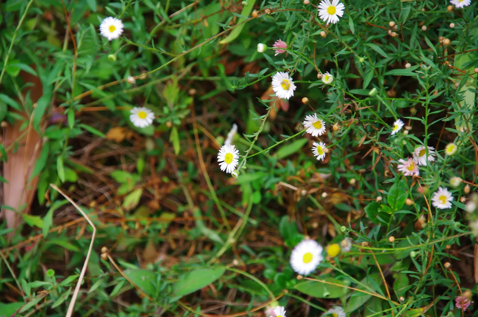 Santa Barbara Daisy, Mexican Daisy (Erigeron Karvinskianus) — filling in gaps with delicate foliage and blossoms; this groundcover is, image 77