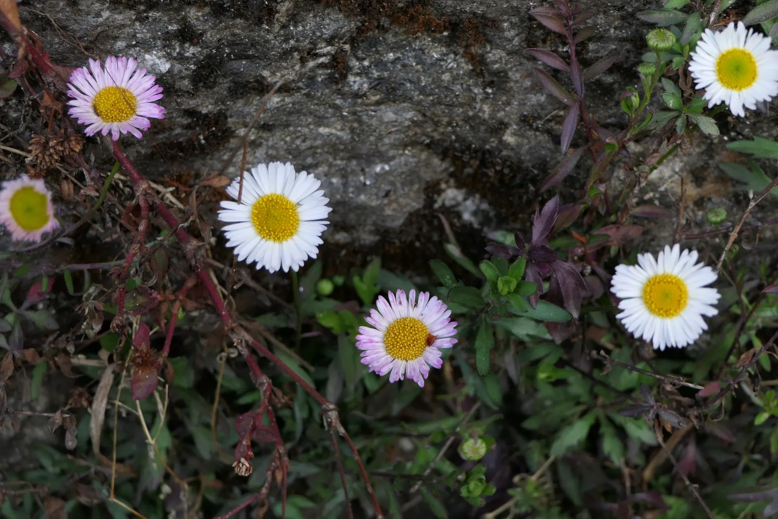 Santa Barbara Daisy, Mexican Daisy (Erigeron Karvinskianus) — is a perennial heralded for its profusion of dainty white to pinkish flowers; adorned, image 58