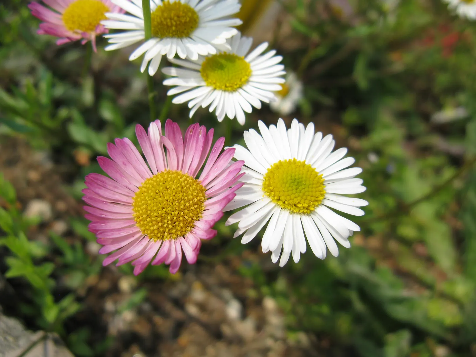 Santa Barbara Daisy, Mexican Daisy (Erigeron Karvinskianus) — it blooms from spring to frost; adorned with narrow white petals that gradually fade to a soft