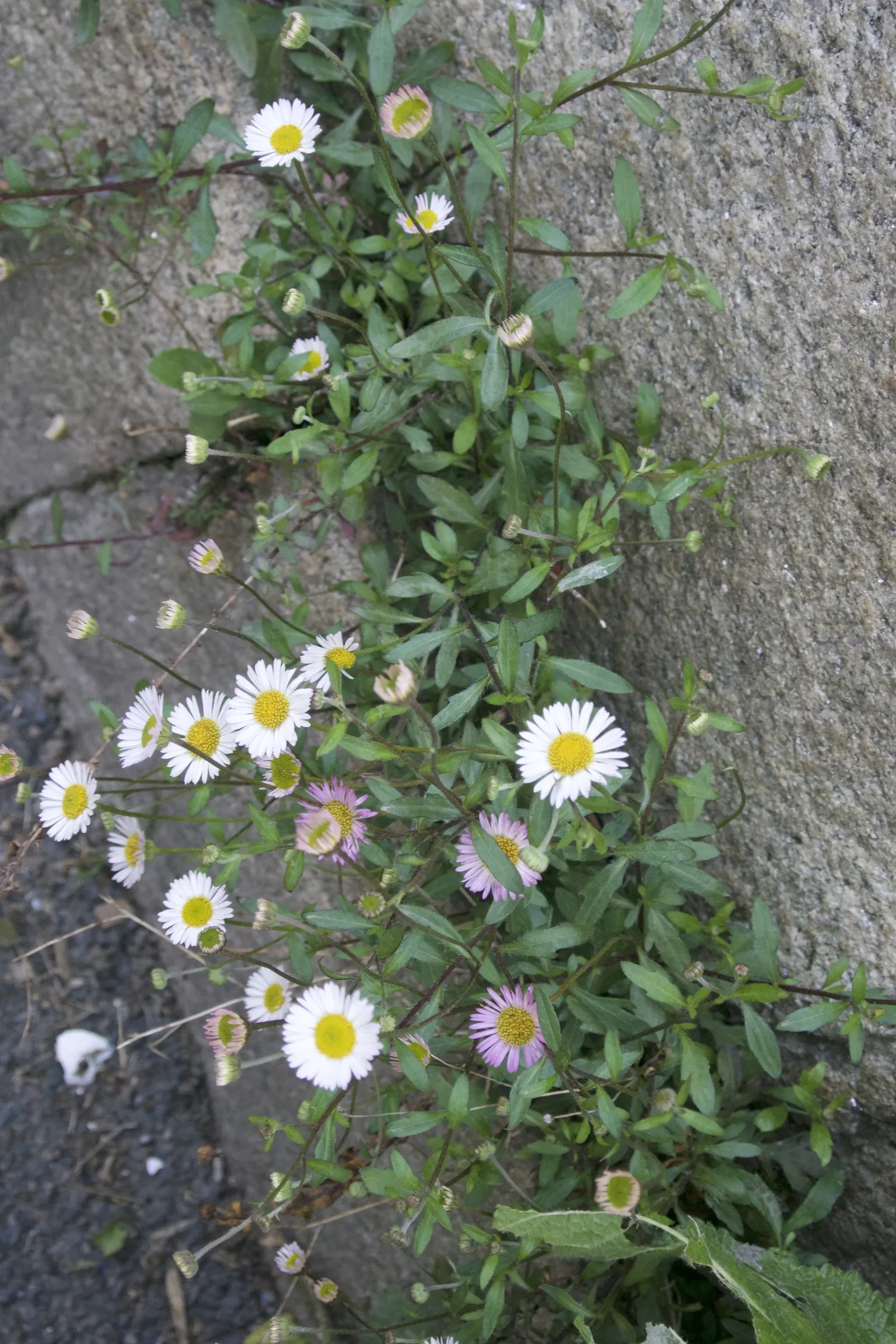 Santa Barbara Daisy, Mexican Daisy (Erigeron Karvinskianus) — reaching a mature height of about 12 to 24 inches; ensuring that clients will enjoy a, image 72