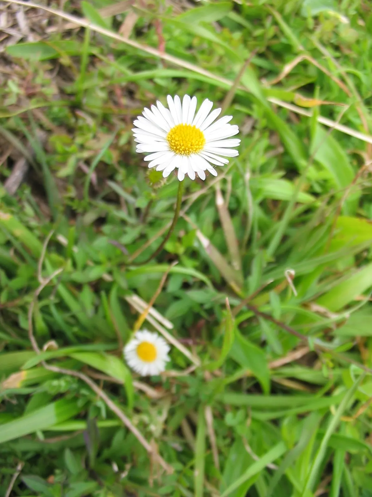 Santa Barbara Daisy, Mexican Daisy (Erigeron Karvinskianus) — Foliage is fine and feathery, creating a softened texture within the garden