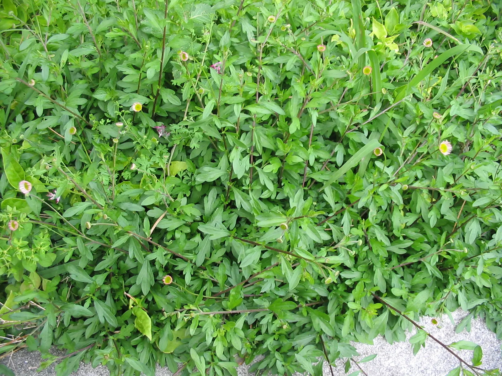 Santa Barbara Daisy, Mexican Daisy (Erigeron Karvinskianus) — ground cover / perennial for full or half